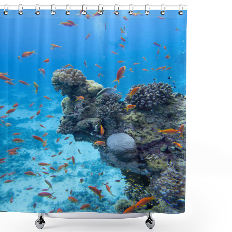 Personality  Colorful Coral Reef At The Bottom Of Tropical Sea, Hard Corals And Fishes Anthias, Underwater Landscape Shower Curtains