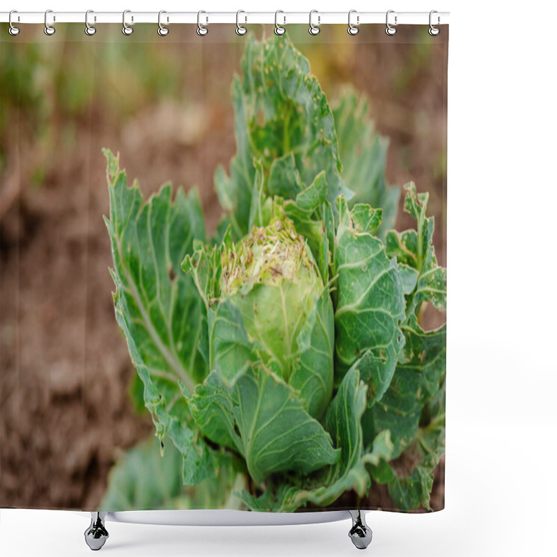 Personality  Close-up Of Cabbage Damaged By Pests. Head Of Cabbage And Cabbage Leaves In The Hole, Eaten By The Larvae Of Butterflies And Caterpillars. Sick Cabbage Leaves Affected By Pests And Pathogenic Fungi. Shower Curtains