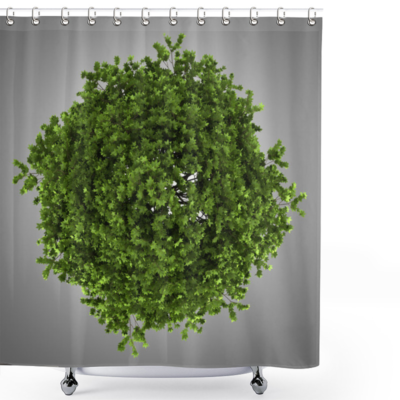 Personality  Top View Of American Sweetgum Tree Isolated On Gray Background Shower Curtains