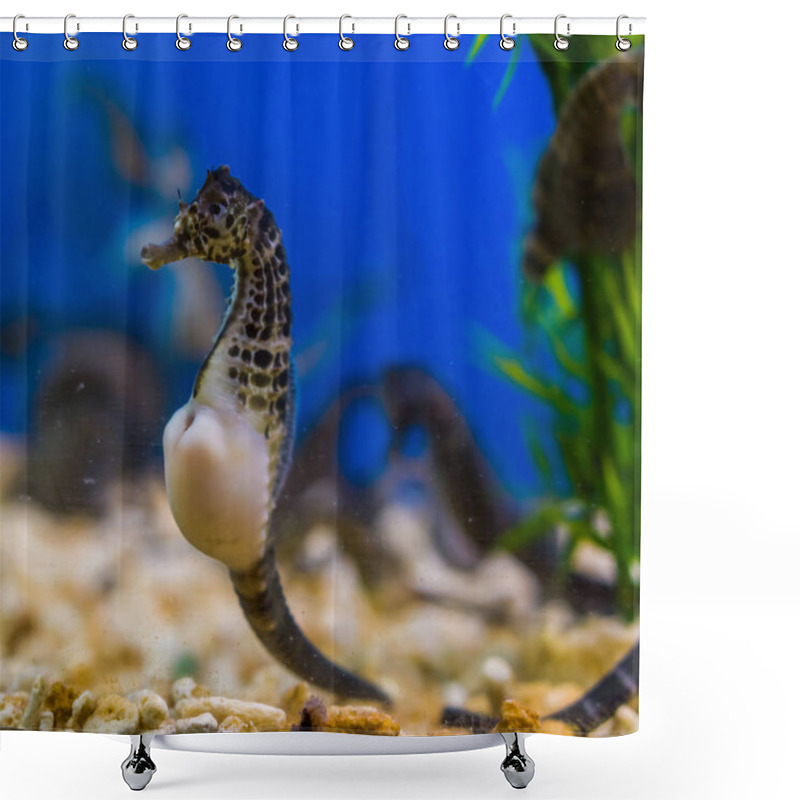 Personality  Beautiful Portrait Of A Big Belly Seahorse, Popular Pet In Aquaculture, Tropical Fish From The Rivers Of Australia Shower Curtains