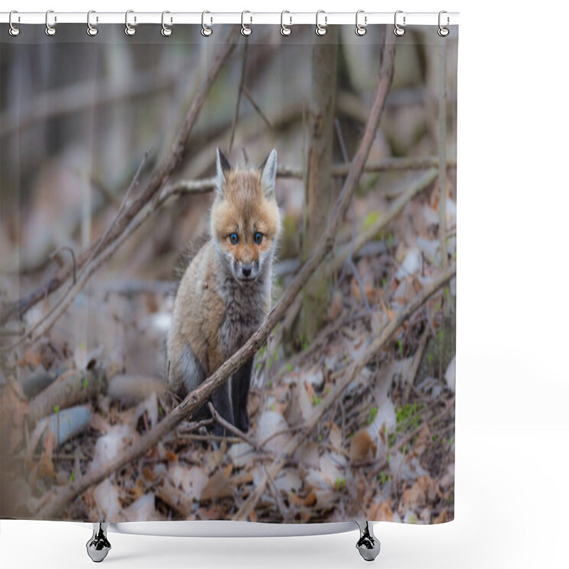 Personality  Close-up Shot Of Red Fox Cub In Forest Shower Curtains