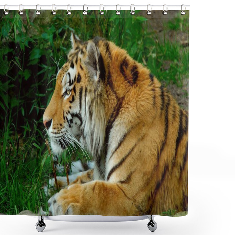 Personality  Closeup Of Animal At Zoo  Shower Curtains