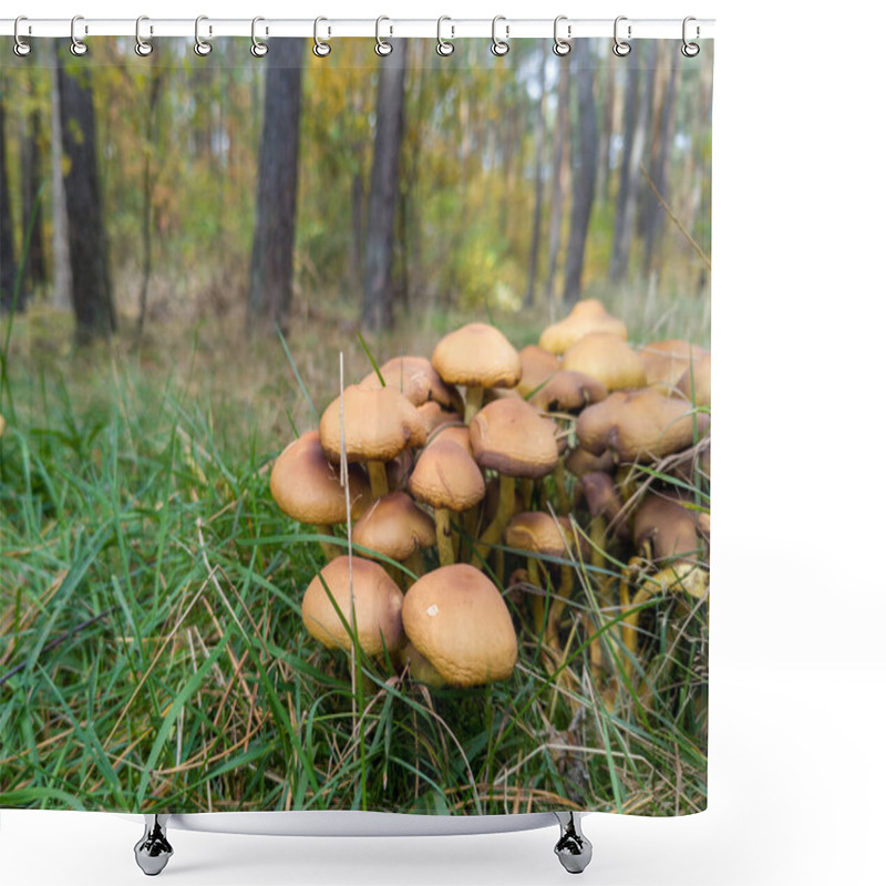 Personality  Cluster Of Wild Mushrooms On Forest Floor Shower Curtains