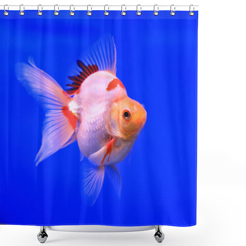 Personality  Goldfish In A Glass Cabinet Shower Curtains