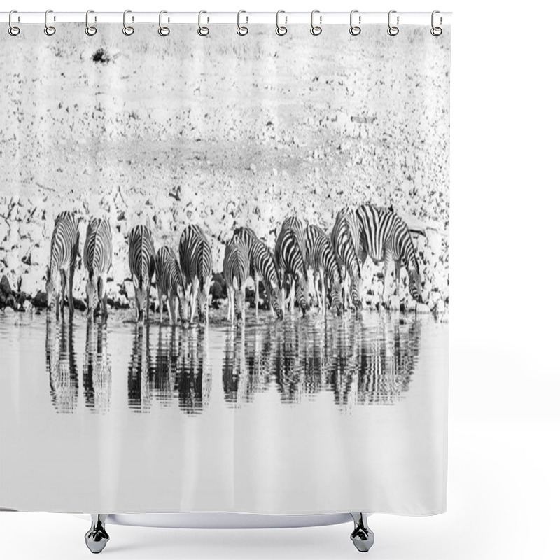 Personality  Burchells Zebras, With Their Reflections Visible, Drinking Water Shower Curtains