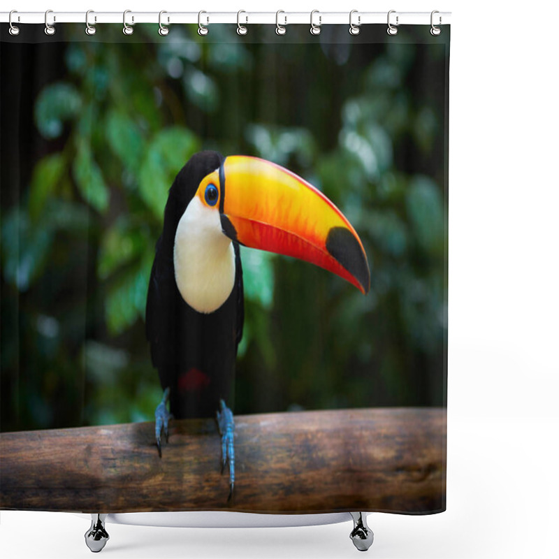 Personality  Toucan On The Branch In Tropical Forest Of Brazil Shower Curtains