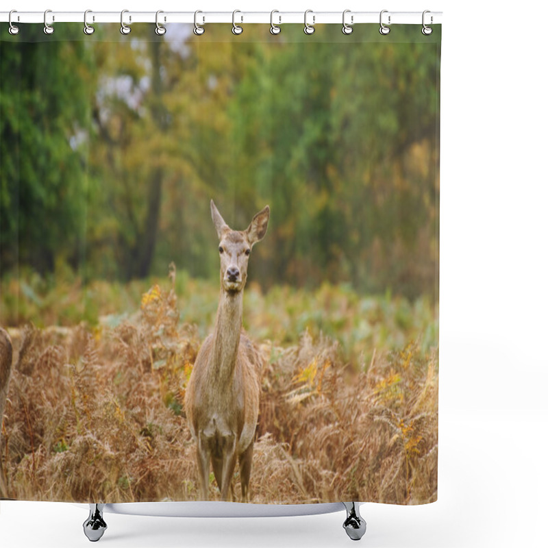 Personality  Beautiful Image Of Red Deer Female Does In Autumn Fall Forest Shower Curtains