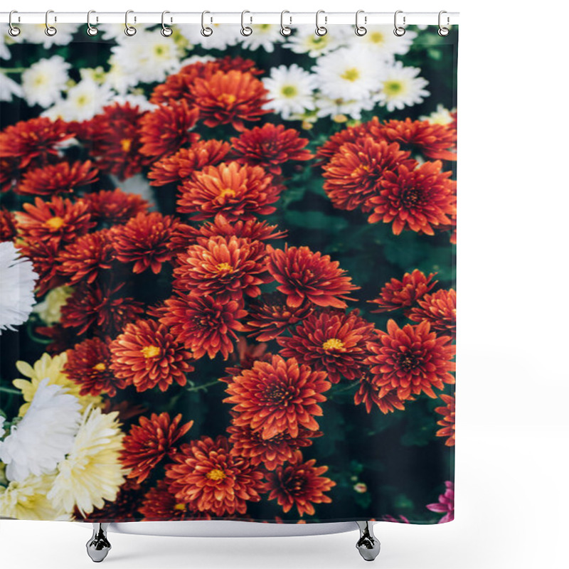 Personality  Selective Focus Of Beautiful Red Chrysanthemums Background Shower Curtains