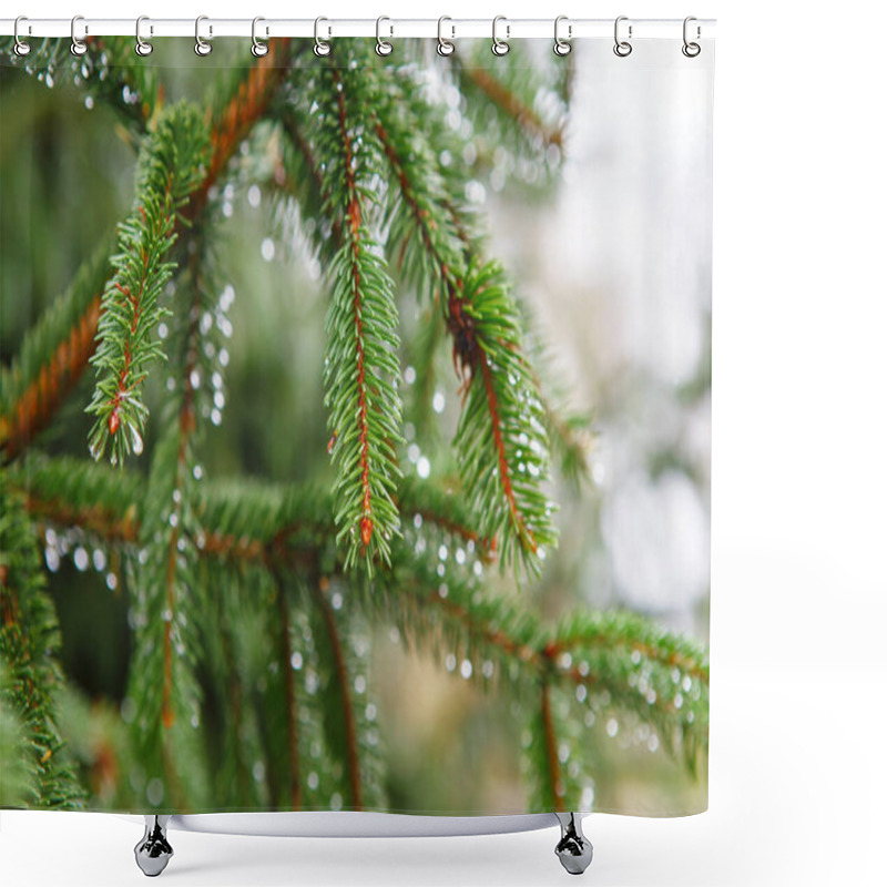 Personality  Spruce Tree After The Rain. A Bright Evergreen Pine Tree Green N Shower Curtains