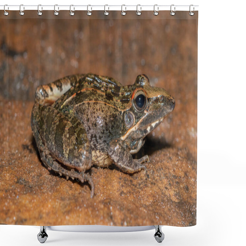 Personality  A Beautiful Adult Sharp-nosed Grass Frog (Ptychadena Oxyrhynchus) Shower Curtains