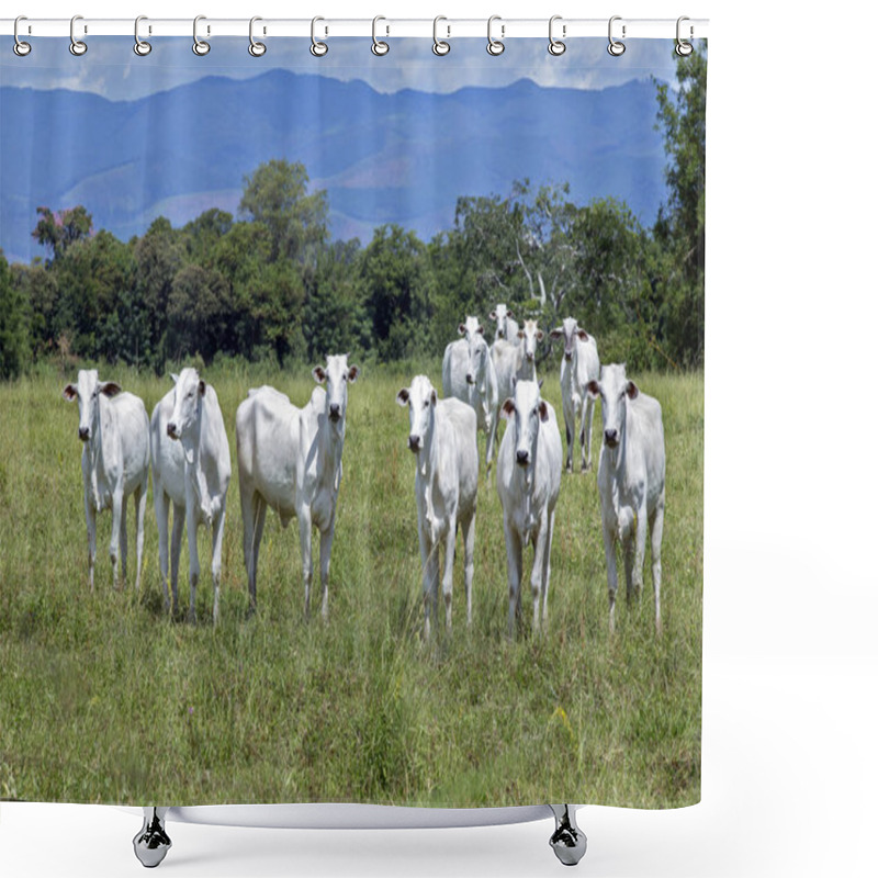 Personality  Nelore Cattle In Green Pasture, With Blue Hills In Background. Sao Paulo, Brazil Shower Curtains