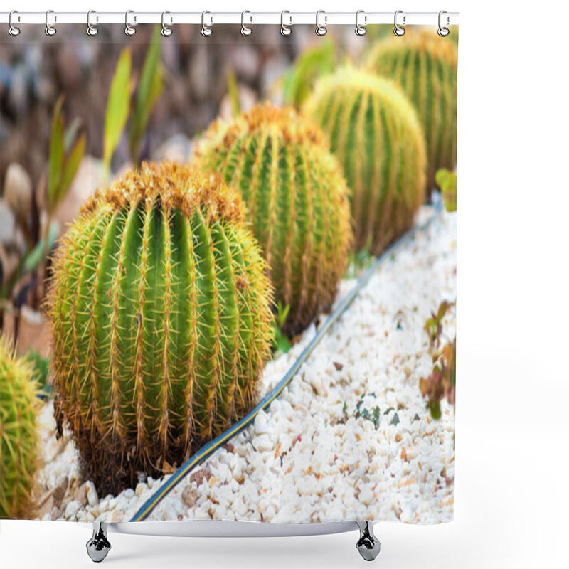 Personality  Green Round Tropical Cactus Plants With Sharp Spines Growing On A Ground Covered With Pebble Stones Outdoors In A Park. Shower Curtains