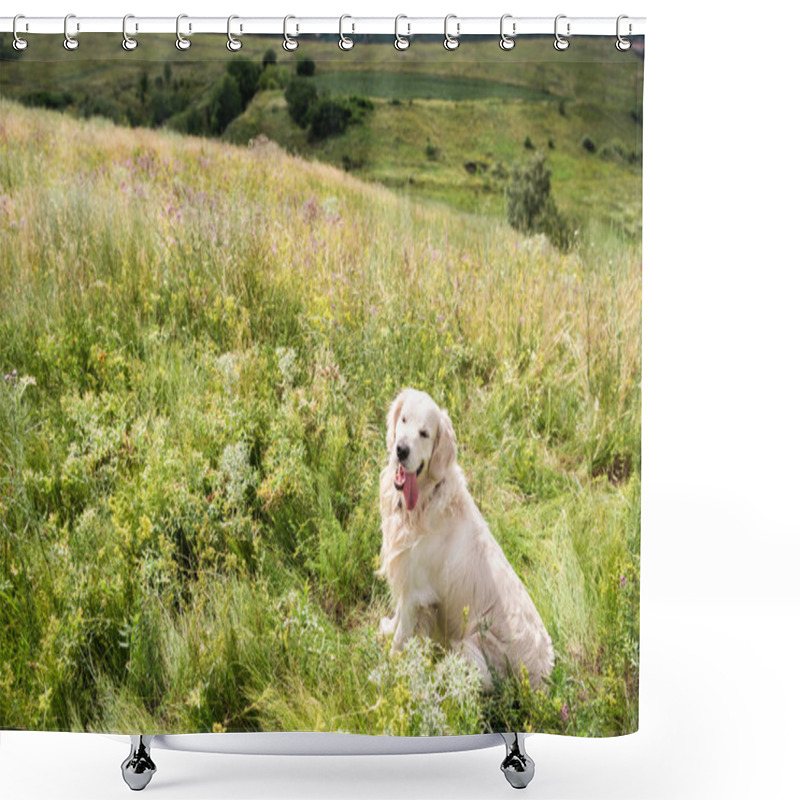 Personality  Golden Retriever Dog Sitting On Beautiful Meadow  Shower Curtains