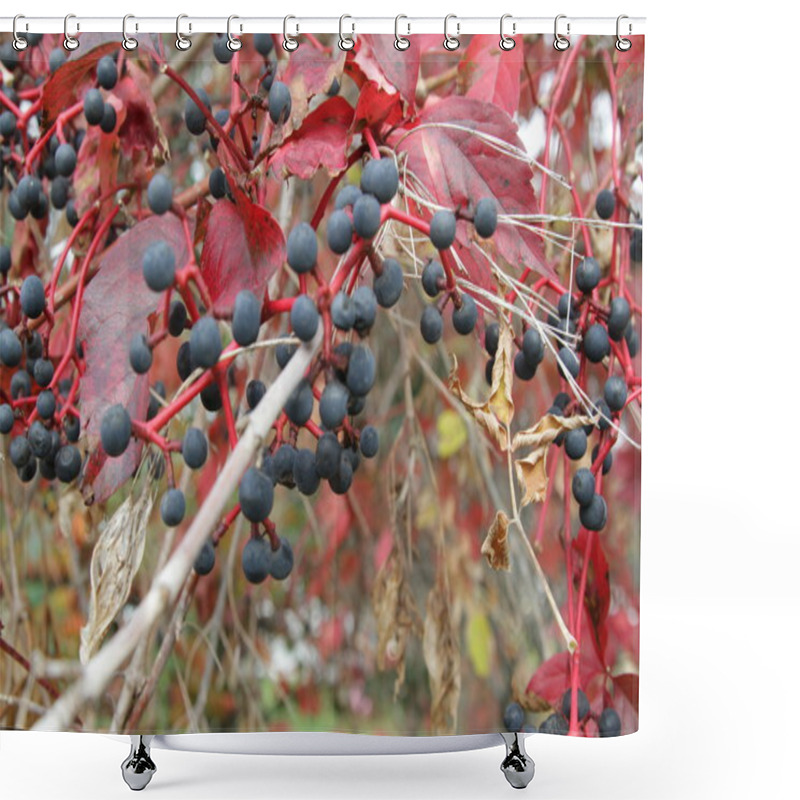 Personality  Virginia Creeper With Berries Shower Curtains