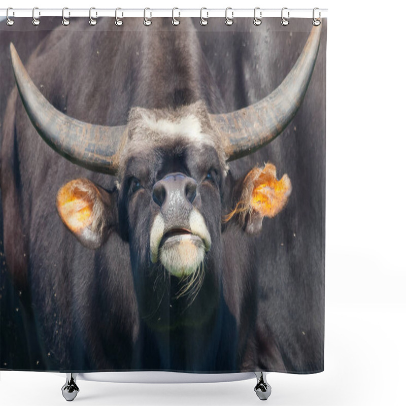 Personality  Portrait Of A Buffalo With Beautiful And Large Horns Shower Curtains