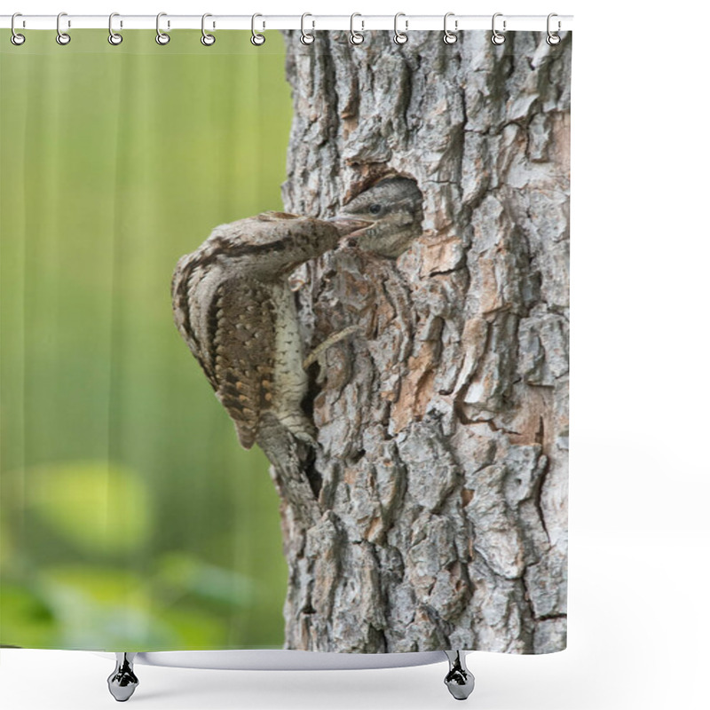 Personality  Eurasian Wryneck, Jynx Torquilla Is Feeding Its Chicks In The Nice Green Background, It Is At Its Nest During Their Nesting Season, Golden Light Picture, Czech Republic Shower Curtains