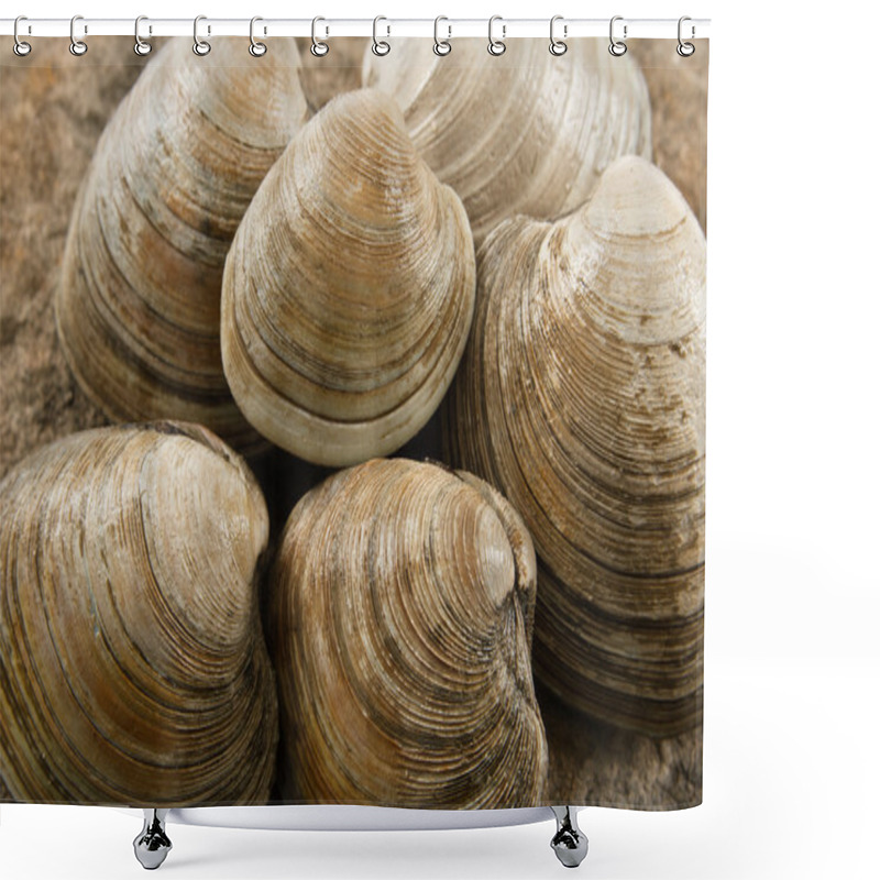 Personality  Close Up Of Littleneck Clams Shower Curtains