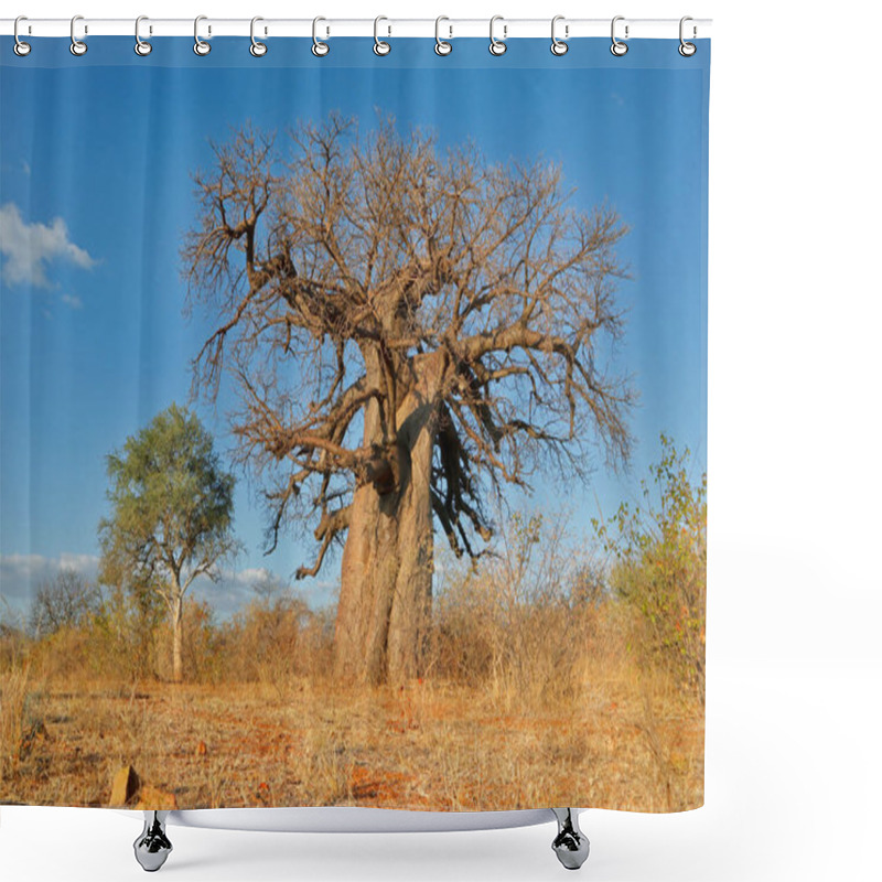 Personality  Large Baobab Tree (Adansonia Digitata) In Savanna During The Dry Season, Limpopo Province, South Africa Shower Curtains