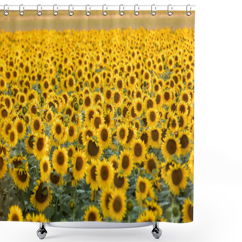 Personality  Sunflowers Field Near Arles  In Provence, France Shower Curtains