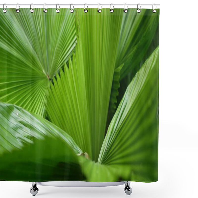 Personality  Blurred Close Up, Bright Juicy Exotic Tropical Jungle Leaves Texture Backdrop, Copyspace. Lush Foliage In Garden. Abstract Natural Dark Green Vegetation Background Pattern, Wild Summer Rain Forest Shower Curtains