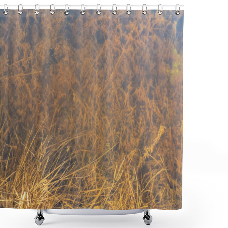 Personality  Abstract Texture Based On Vegetation And Water. Yellow Dry Grass And Various Freshwater Algae Under Water. Flooded Meadow In The Spring. Top View Of The Muddy Water Surface. Shower Curtains