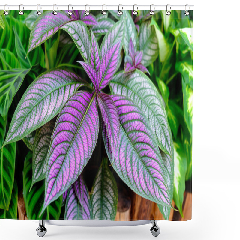 Personality  Persian Shield In Garden Shower Curtains