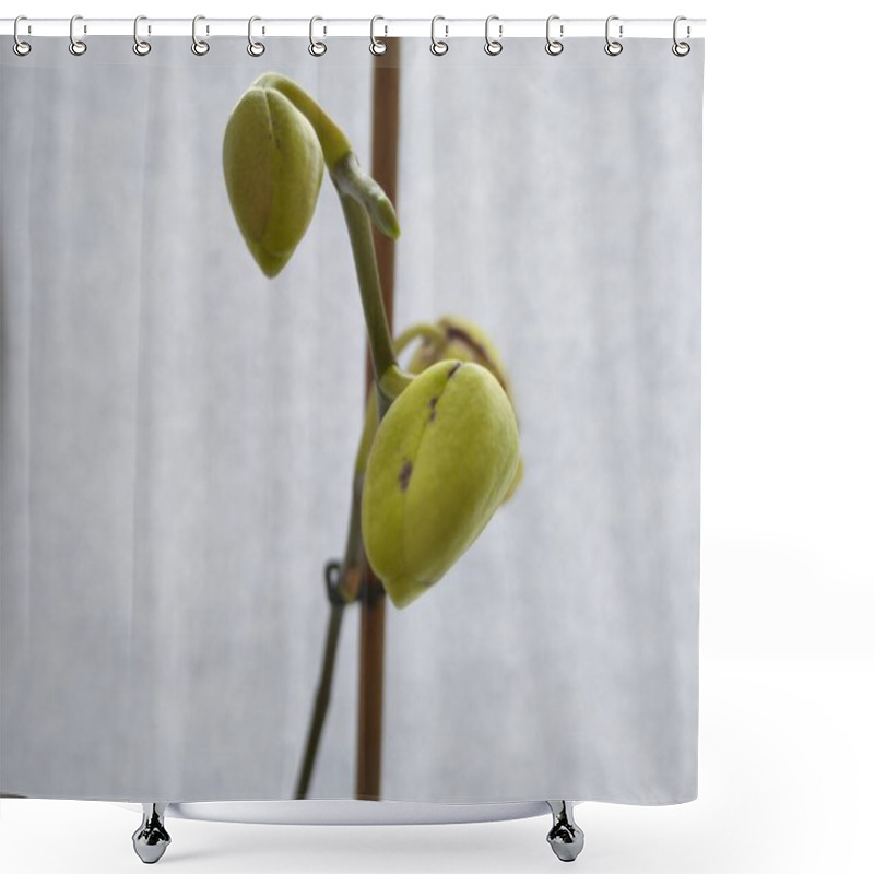 Personality  Yellow Orchid Buds On A Stem On A White Background. Shower Curtains