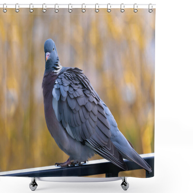 Personality  Sitting Forest Pigeon On The Balcony Of A House Shower Curtains