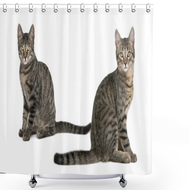 Personality  Mixed-breed Cats, Felis Catus, 6 Months Old, Sitting In Front Of White Background Shower Curtains