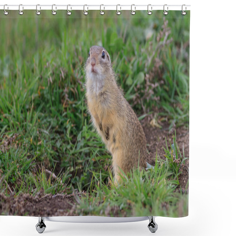 Personality  Prairie Dog In The Grass Shower Curtains