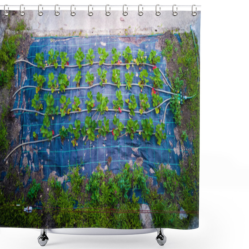 Personality  Small Home Farm Of Strawberries With A Cool Irrigation System Shower Curtains