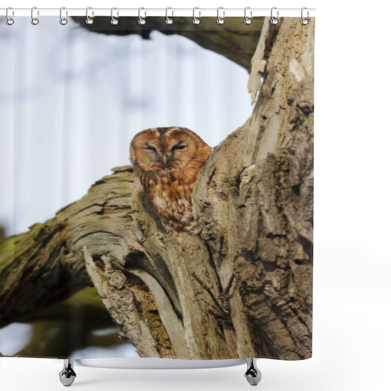 Personality  Tawny Owl, Strix Aluco Shower Curtains