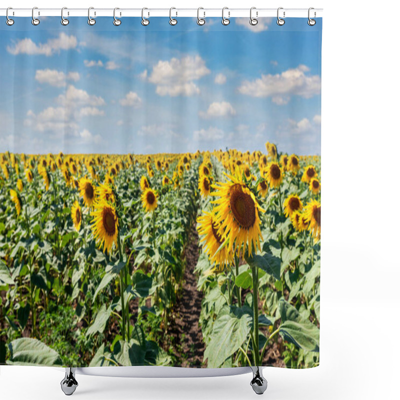 Personality  Scenic Blooming Rows Of Green Yellow Sunflowers Plants Plantation Field Meadow Against Clear Cloudy Blue Sky Horizon On Bright Sunny Day. Nature Country Rural Agricultural Landscape. Shower Curtains