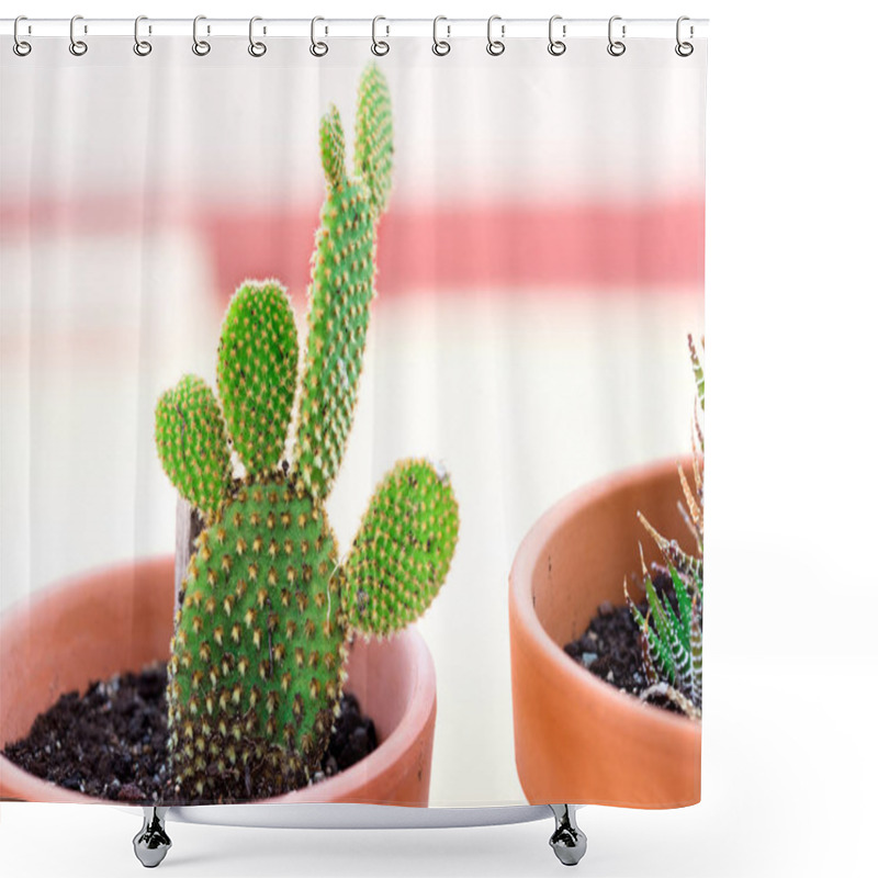 Personality  Cactus Plants In A Flower Pots  Shower Curtains