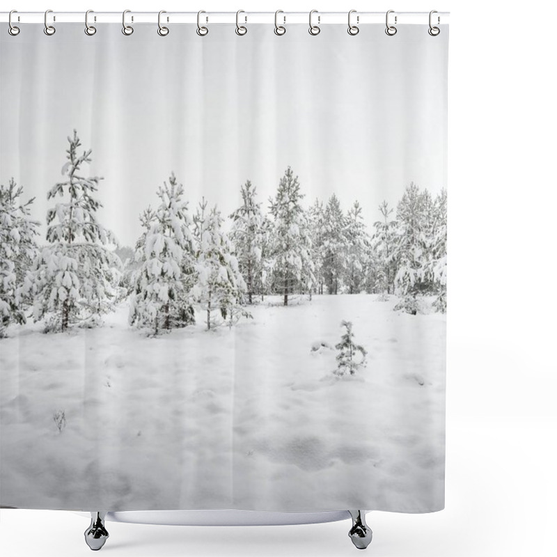 Personality  A Group Of Small Pine Trees In A Winter Forest On A Hazy Winter Day In Latvia Shower Curtains