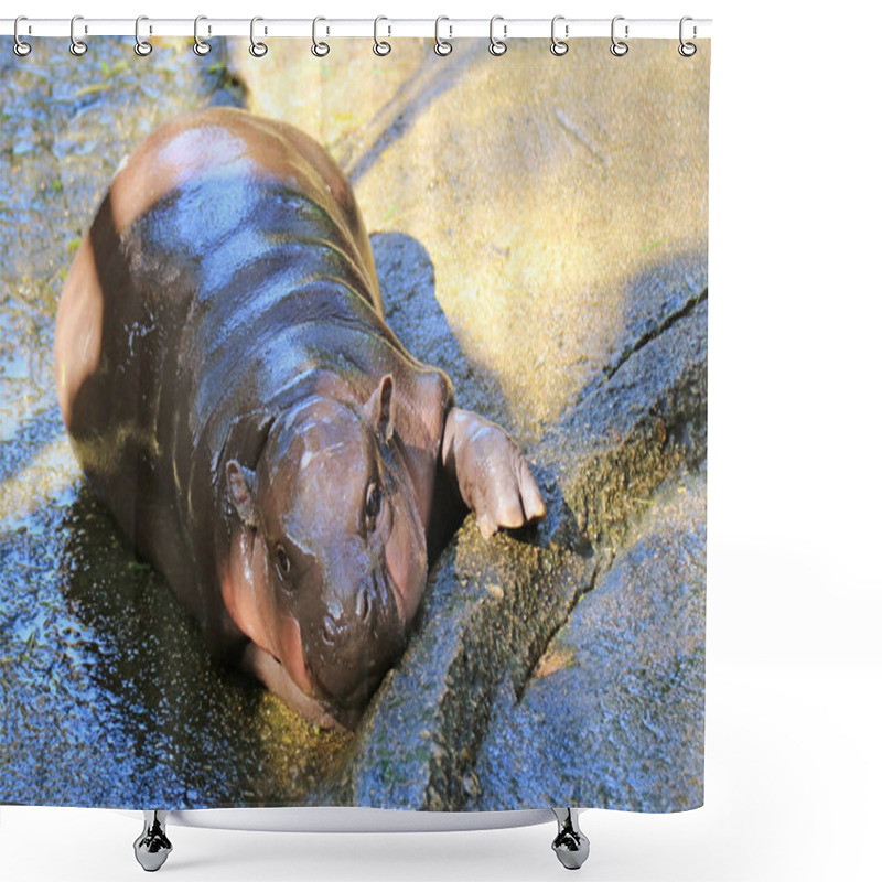 Personality  Closeup Of Cute Baby Pygmy Hippo With Pinkish Cheek Relaxing During The Day Shower Curtains