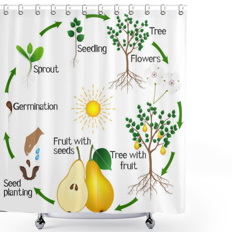 Personality  Cycle Of Growth Of A Pear Tree On A White Background. Shower Curtains