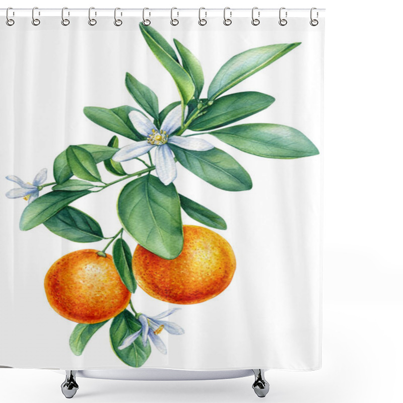 Personality  Watercolor Tangerine Branch With Blooming, Painted Isolated Fruit, Botanical Painting On White Background.  Shower Curtains