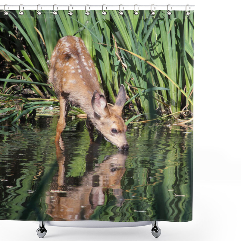 Personality  A Cute Baby Deer Drink Water  Shower Curtains