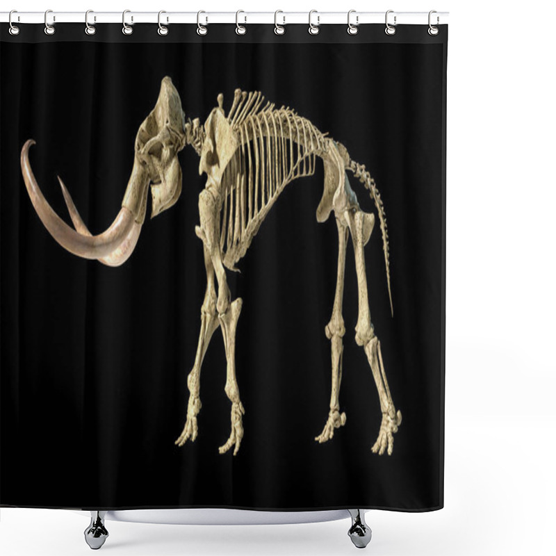 Personality  Woolly Mammoth Skeleton, Realistic 3d Illustration, Side View. Shower Curtains