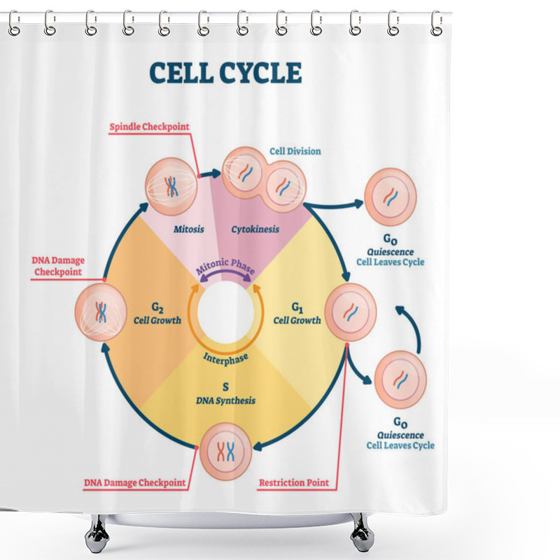 Personality  Cell Cycle Vector Illustration. Educational Microbiological Phases Scheme. Shower Curtains