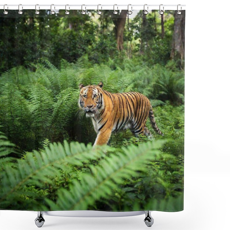 Personality  Animals Moving Through Jungle Underbrush: High-angle Shot Showing A Small Group Of Animals, Like Monkeys Or Tigers, Moving Through Thick Jungle Underbrush And Ferns. Shower Curtains