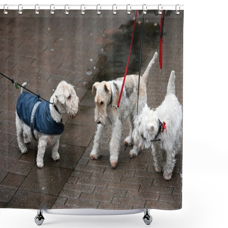 Personality  Happy Dogs Walking Outdoors On Lead Shower Curtains