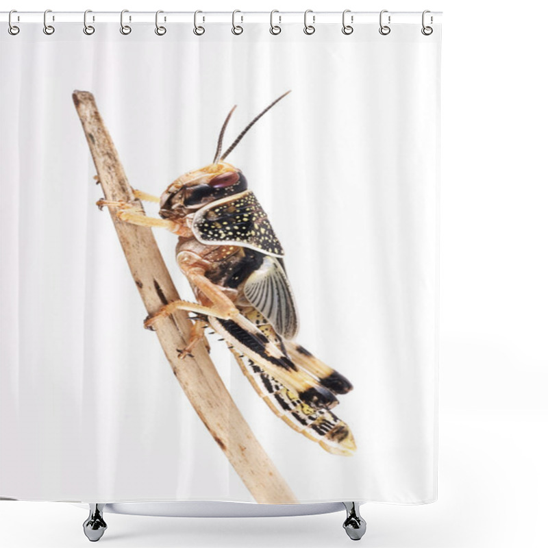 Personality  Locust, Desert Locust (Schistocerca Gregaria), Pupa Shower Curtains