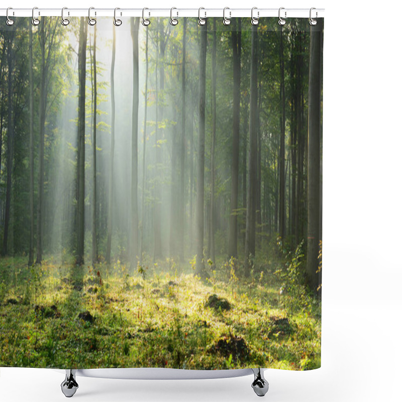 Personality  Beautiful Morning Sunbeams In Misty Forest Shower Curtains