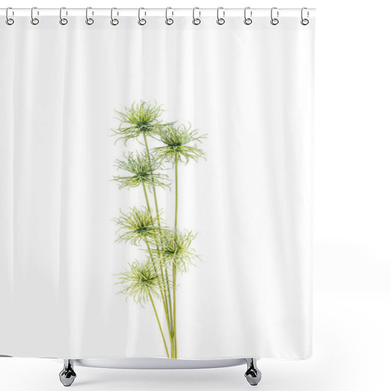 Personality  Elevated View Of Green Tropical Plant Isolated On White, Miimalistic Concept Shower Curtains