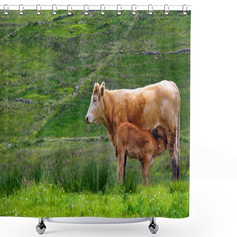 Personality  Calf Cow Feeding In A Rural Countryside Farm Shower Curtains