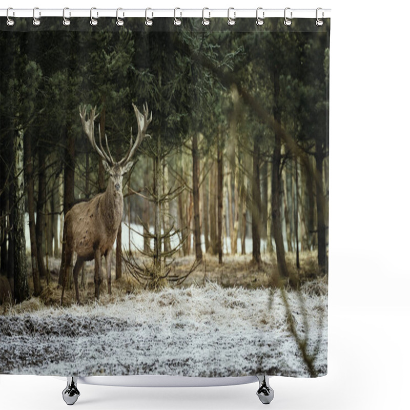 Personality  Adult Deer In The Forest During Cold Winter Morning. Shower Curtains