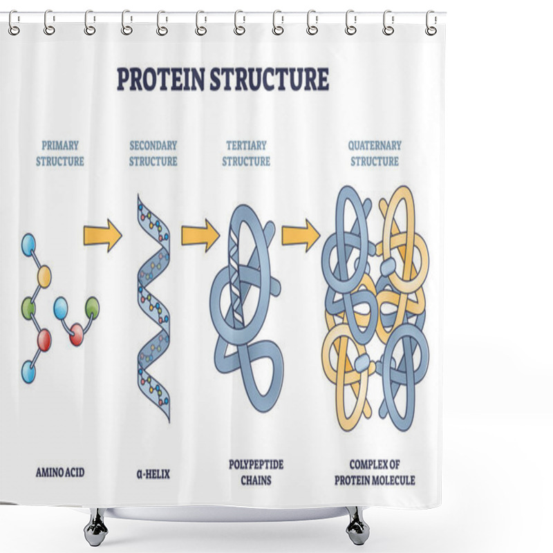 Personality  Protein Structure Levels From Amino Acid To Complex Molecule Outline Diagram Shower Curtains