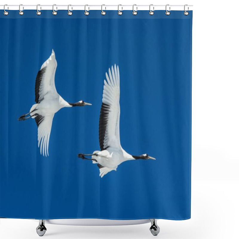 Personality  Red Crowned Cranes (grus Japonensis) In Flight With Outstretched Wings Against Blue Sky, Winter, Hokkaido, Japan, Japanese Crane, Beautiful Mystic National White And Black Birds, Elegant Animal Shower Curtains